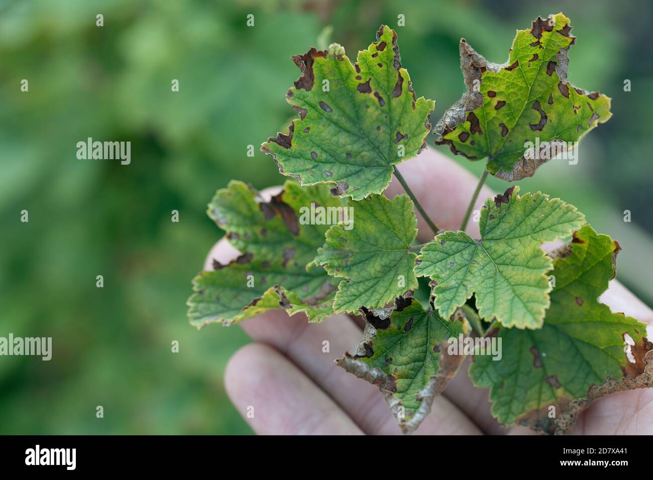 Malattia fungina antracnosio su foglie di ribes nero sotto forma di macchie marroni. Foto Stock