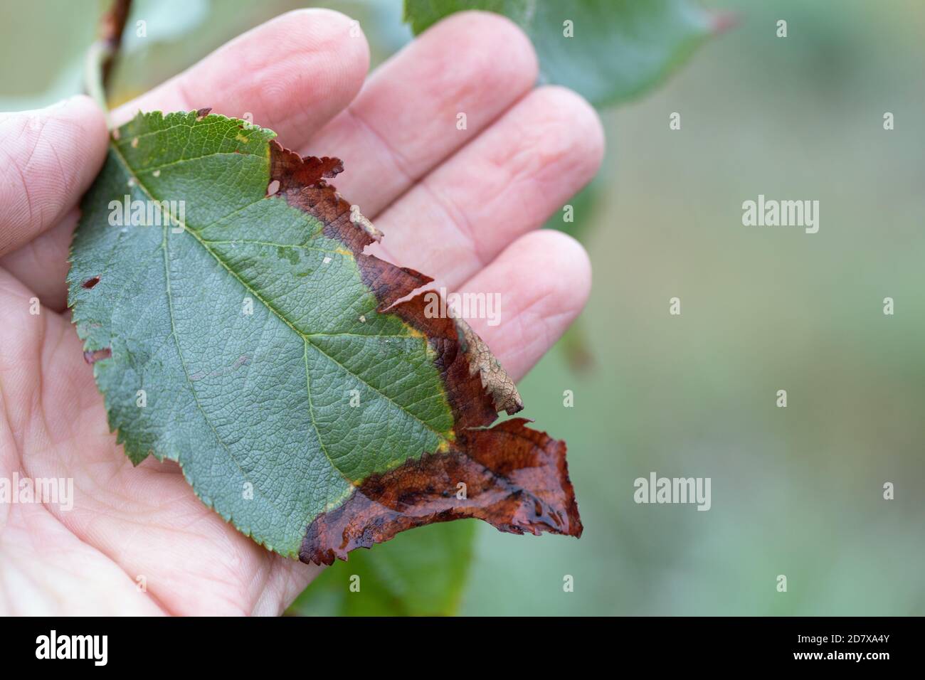 L'ustione batterica degli alberi da frutto è causata da funghi e batteri patogeni. Porta alla morte di frutti e alberi Foto Stock