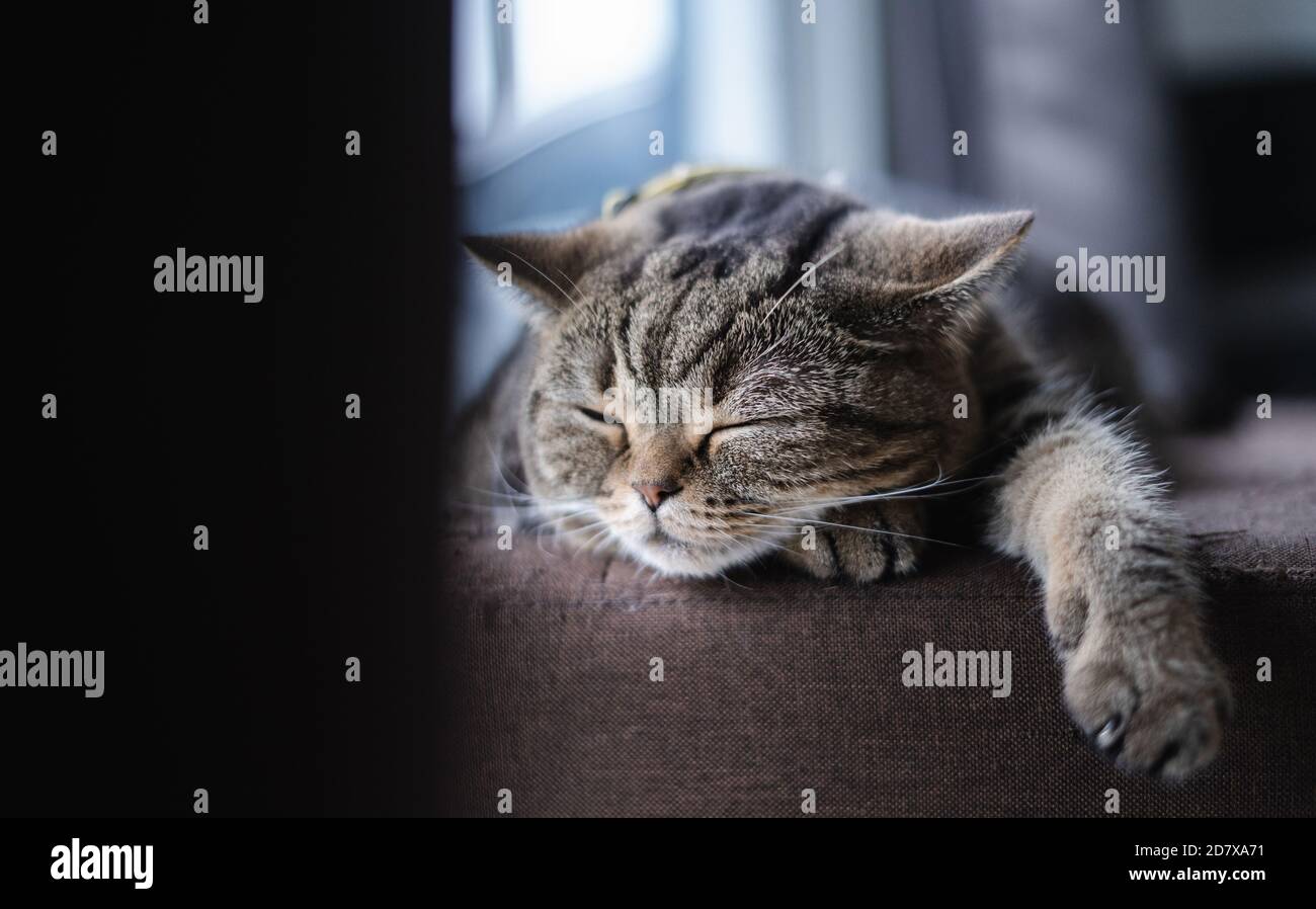 cat cute Little Cat che dormiva sul divano a casa mia il sogno perfetto del  gatto Foto stock - Alamy