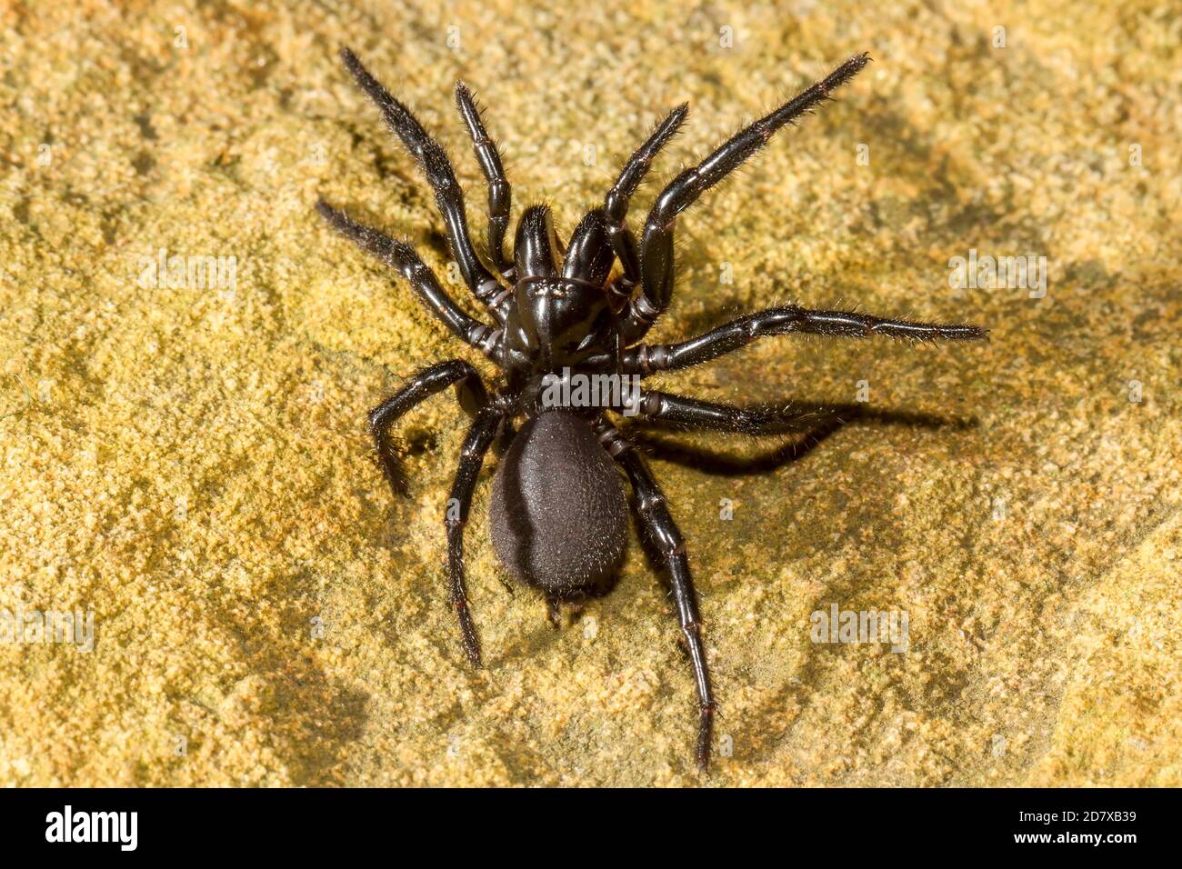 Primo piano di Sydney Funnel-web Spider Foto Stock