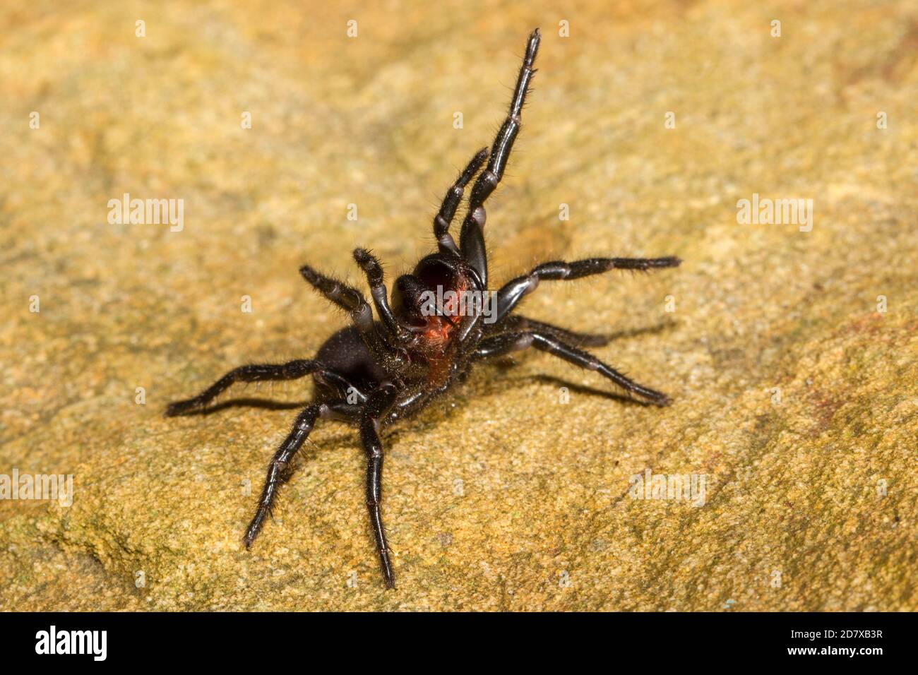 Sydney Funnel-web Spider in posizione difensiva Foto Stock