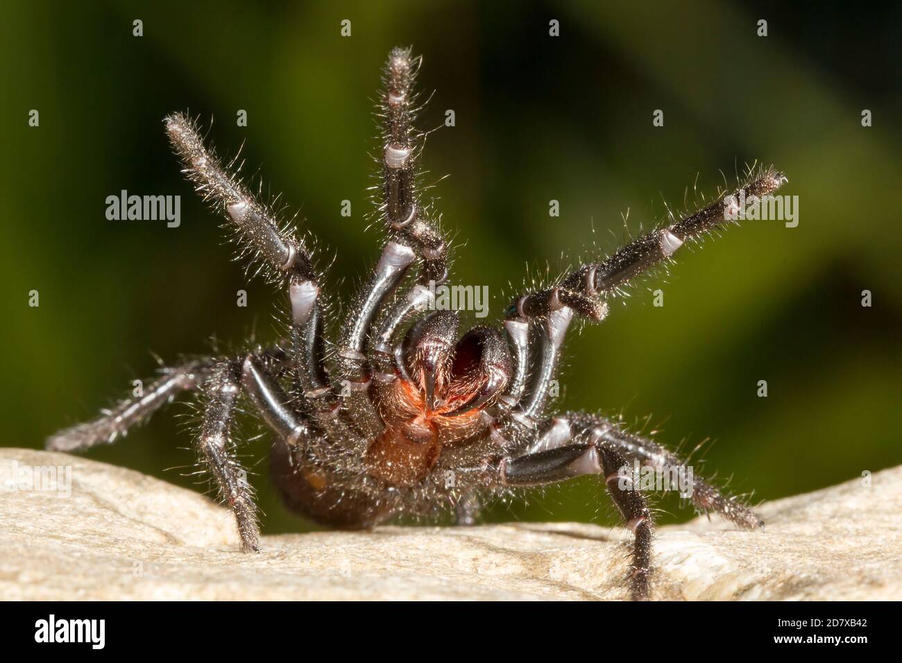 Sydney Funnel-web Spider in posizione difensiva Foto Stock