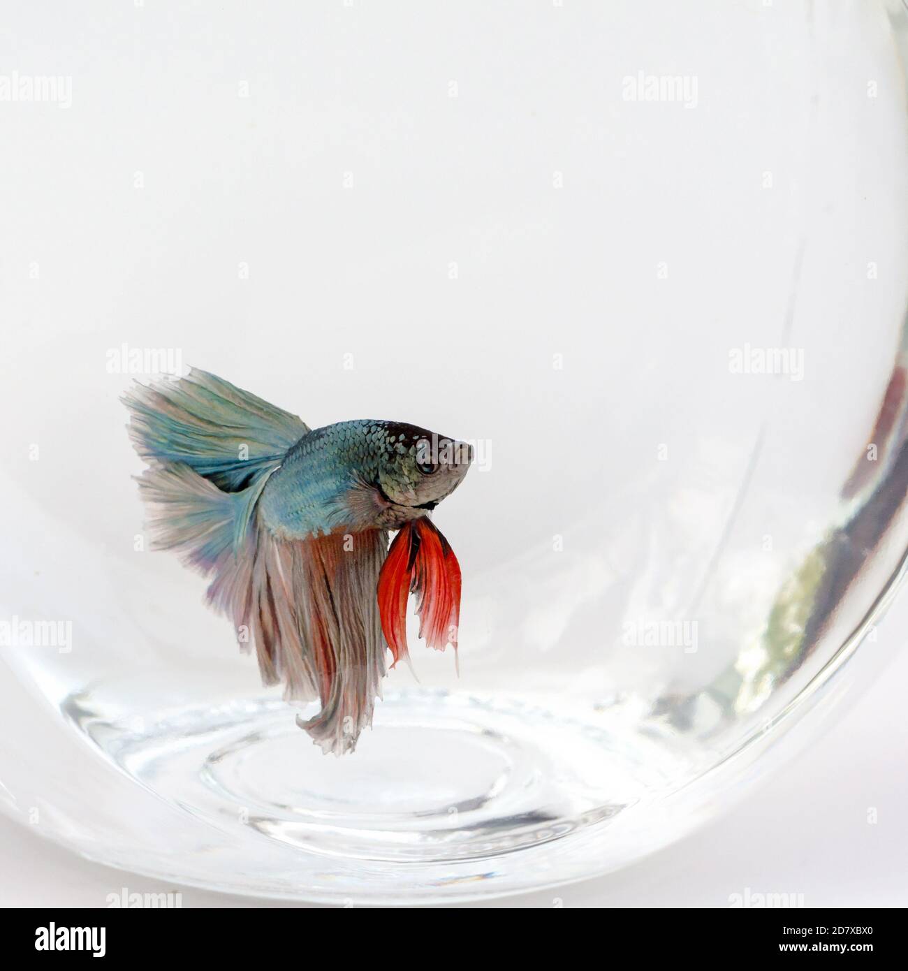 Pesce da combattimento siamese su sfondo bianco, bellissimo pesce isolato Foto Stock