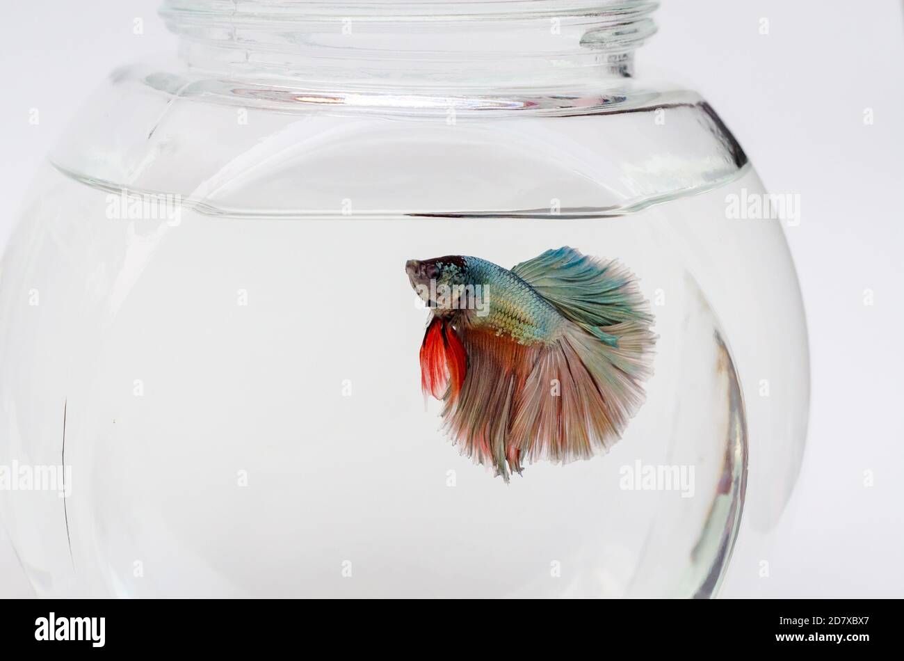 Pesce da combattimento siamese su sfondo bianco, bellissimo pesce isolato Foto Stock