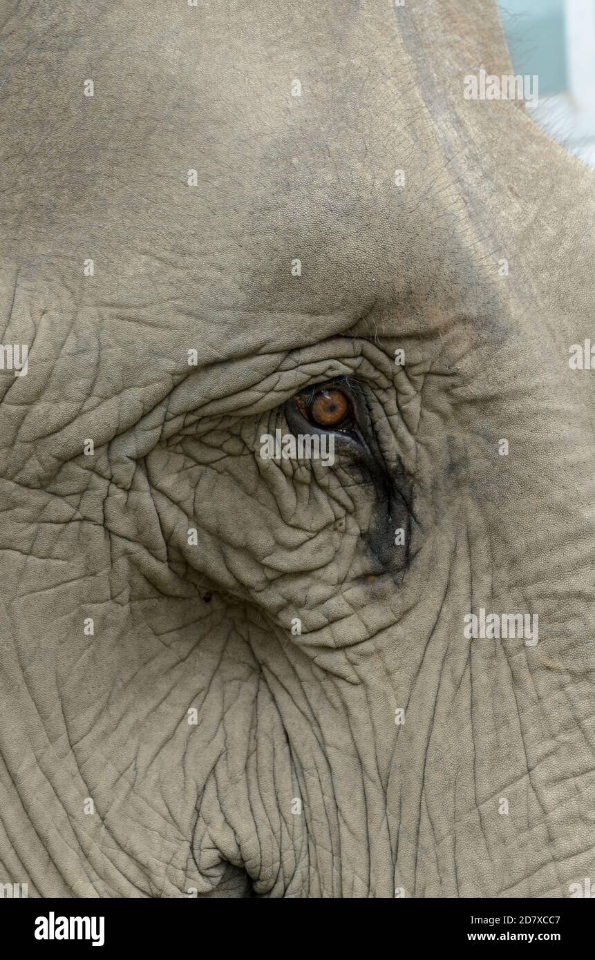 Primo piano di un elefante al campo degli elefanti Ruammit Karen villaggio, Chiang Rai in Thailandia Foto Stock