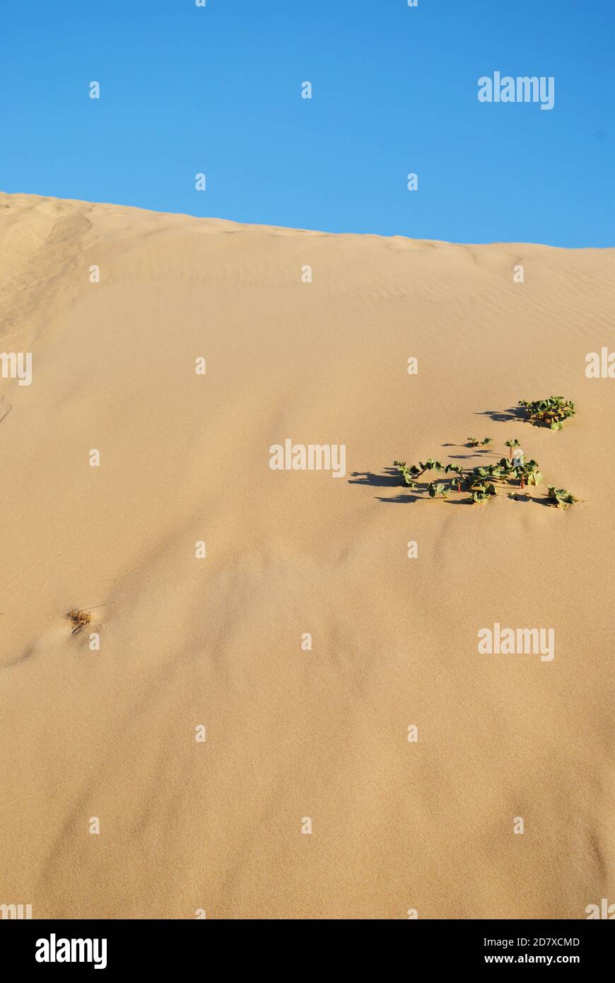 Le dune di sabbia ariose ma pittoresche di Guincho, Portogallo. Foto Stock