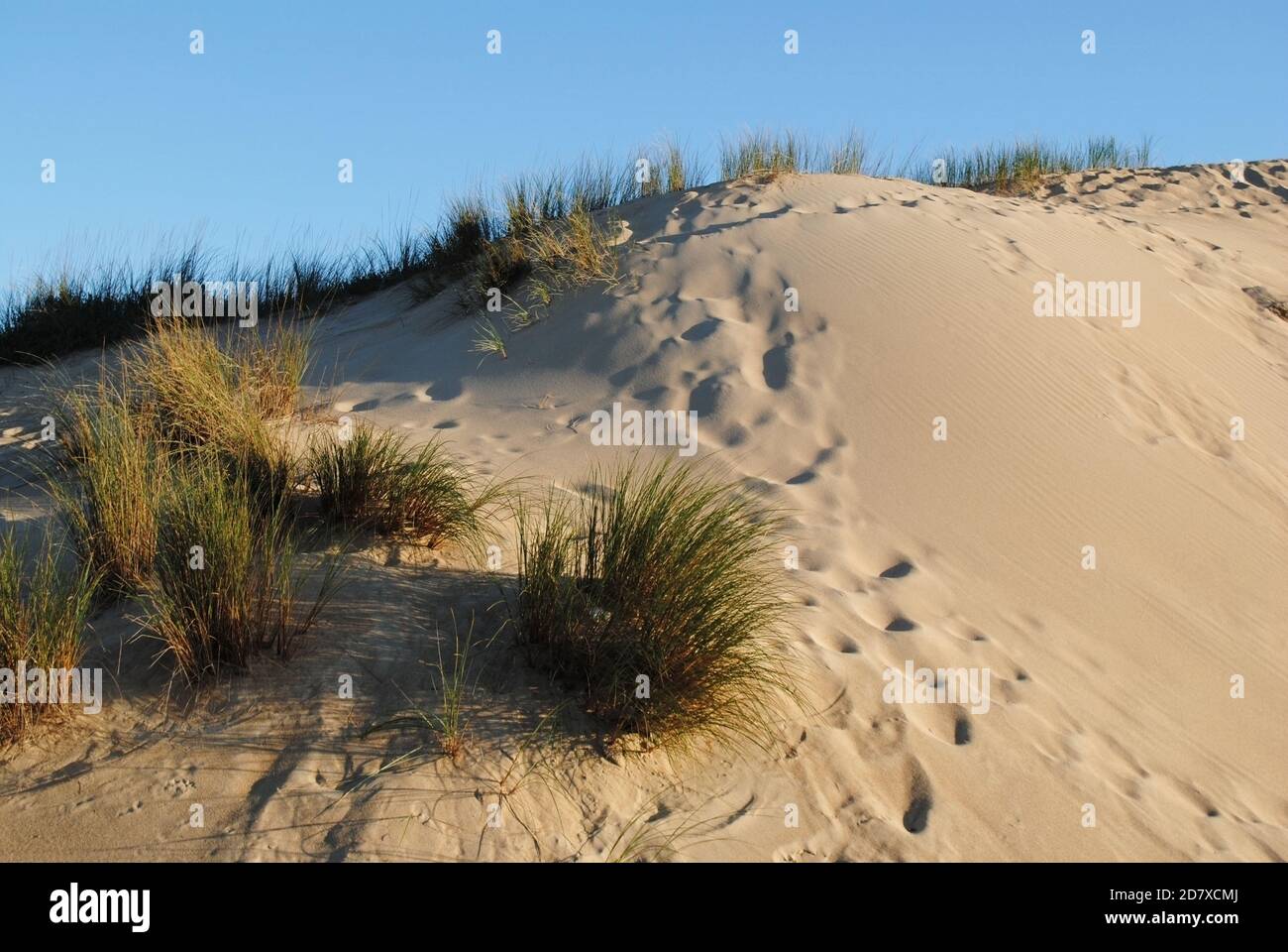 Le dune di sabbia ariose ma pittoresche di Guincho, Portogallo. Foto Stock