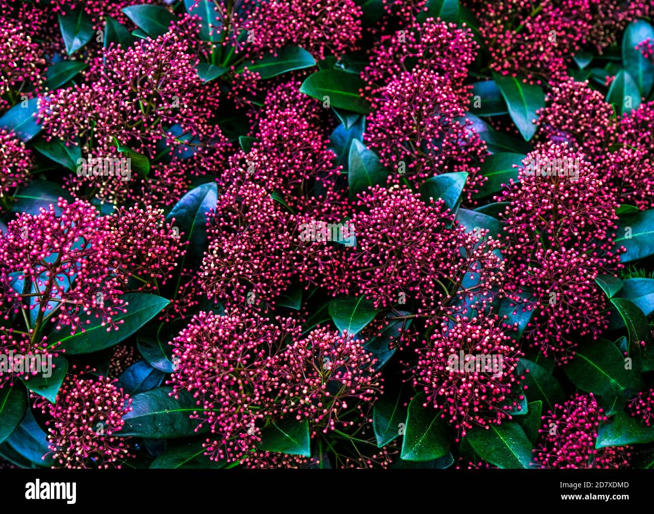 Skimmia japonica Pabella in vendita in negozio. Scelta piante casa Foto Stock