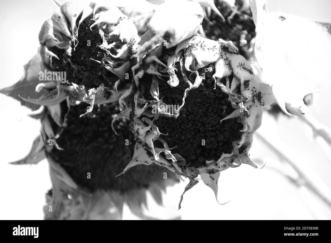 girasoli nei campi foto monocromatica scattata dal basso verso l'alto Foto Stock
