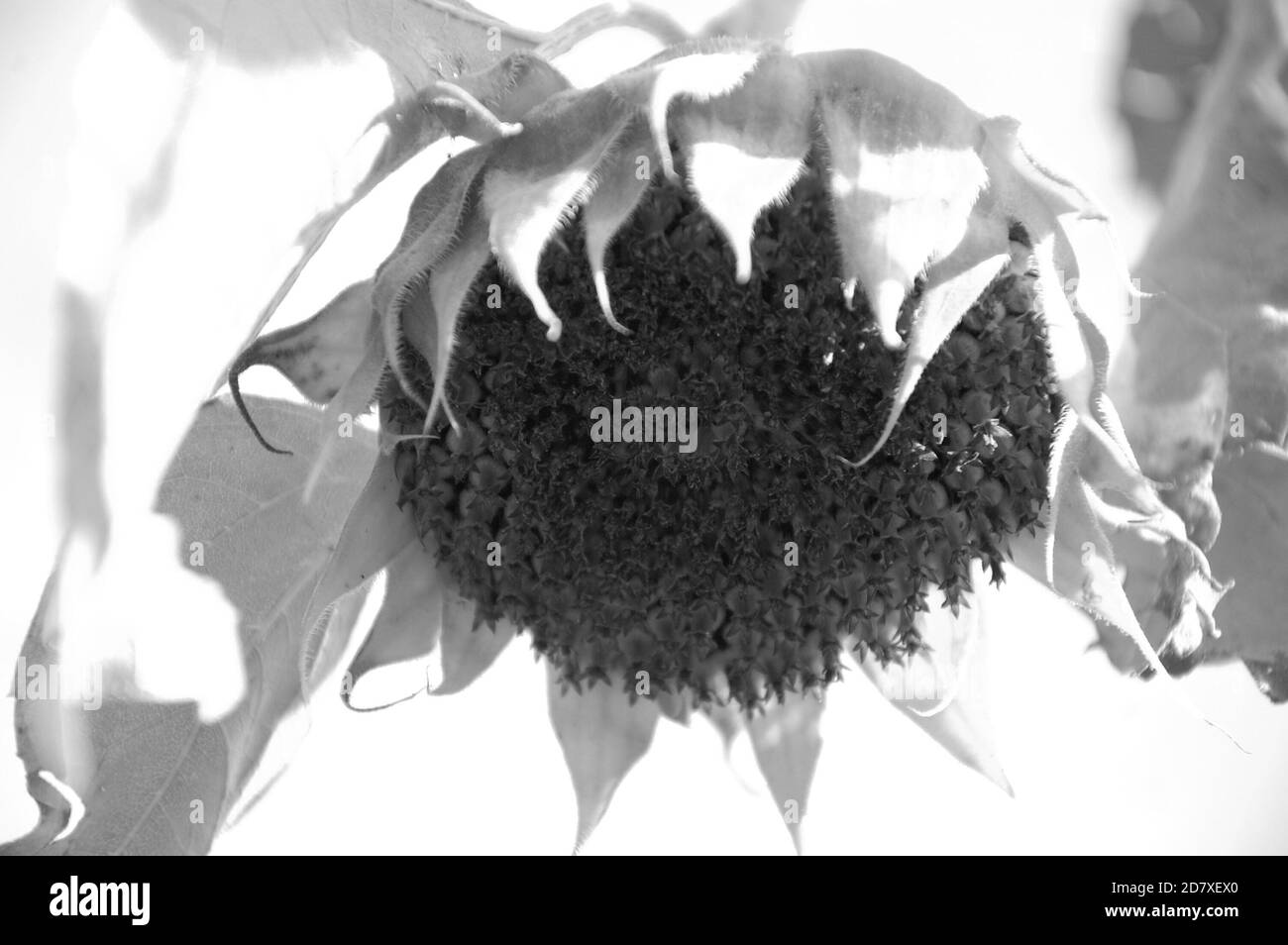 girasoli nei campi foto monocromatica scattata dal basso verso l'alto Foto Stock