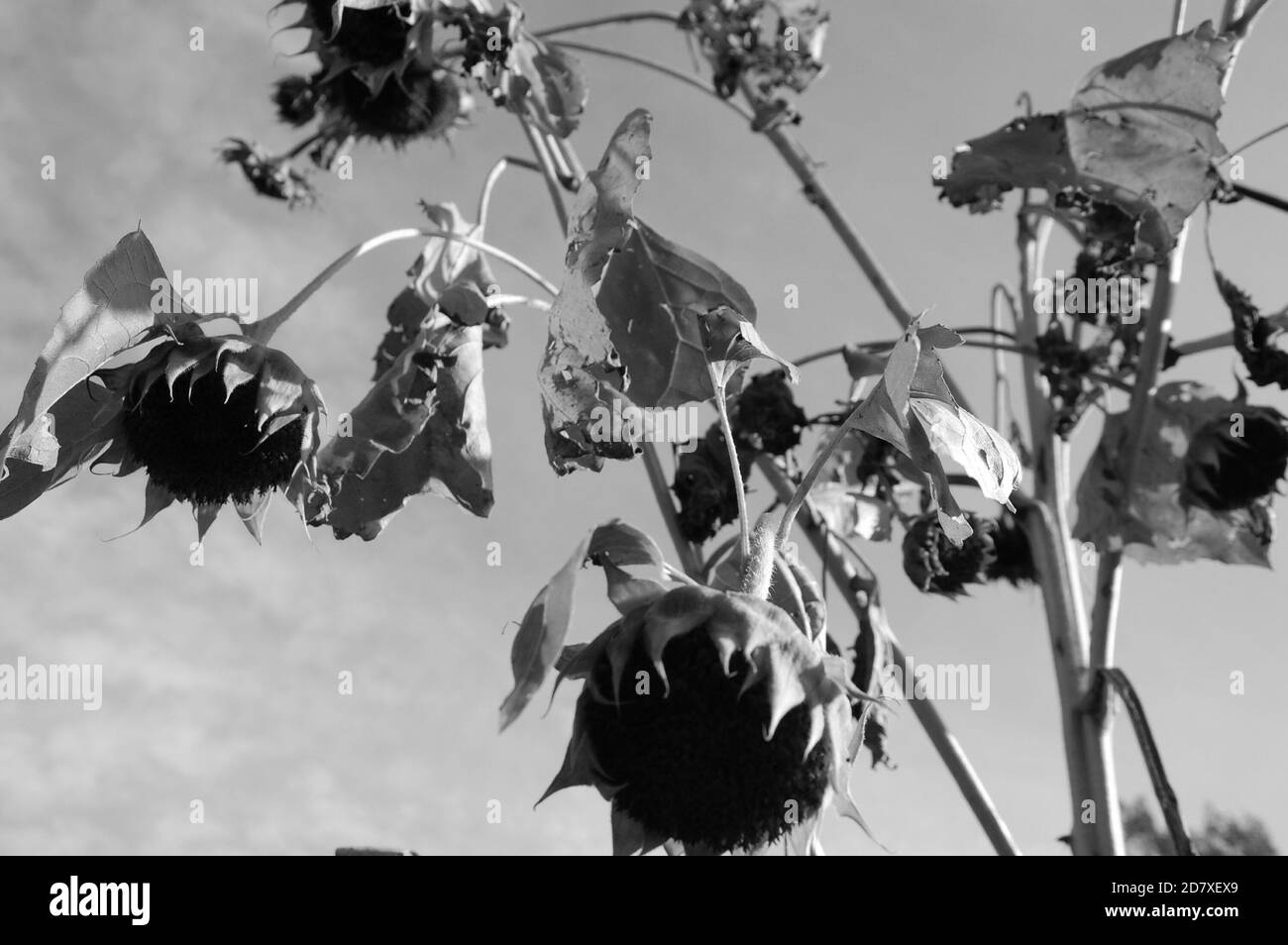 girasoli nei campi foto monocromatica scattata dal basso verso l'alto Foto Stock