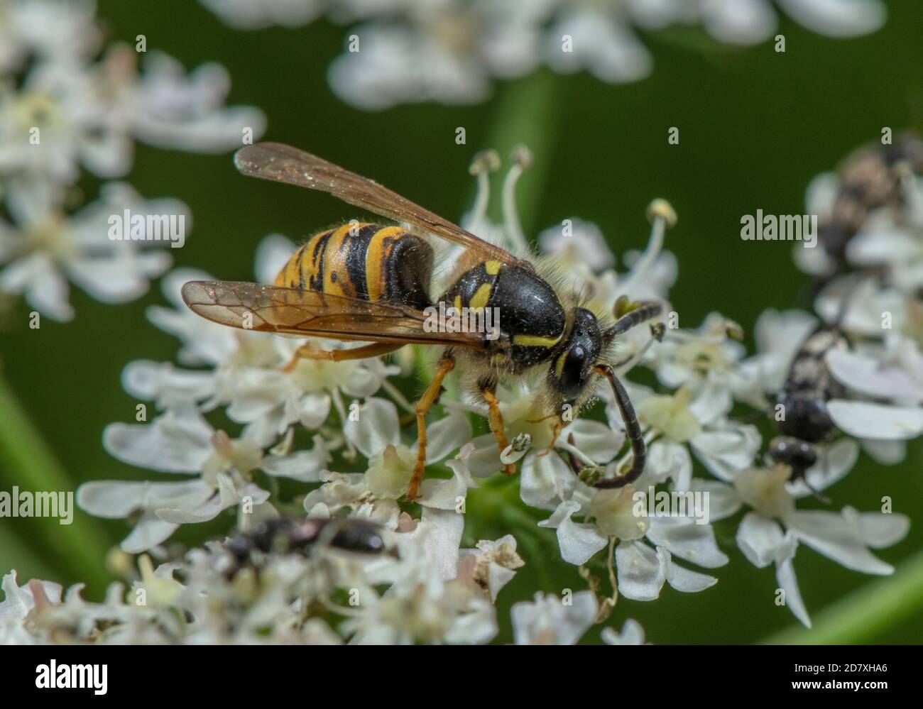 Red Wasp, Vespula rufa, nectaring su Hogweed. Foto Stock