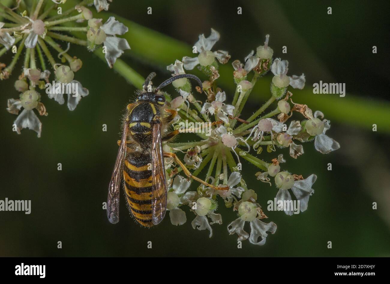 Saxon Wasp, Dolichovespula sassonica operaio, nutrendo su fiori ombelliferi a fine estate. Foto Stock