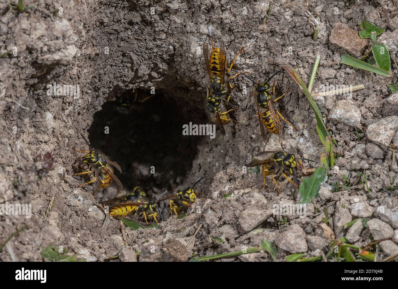 Tedesco Wasp, Vespula germanica, lavoratori intorno all'ingresso sotterraneo nido. Foto Stock