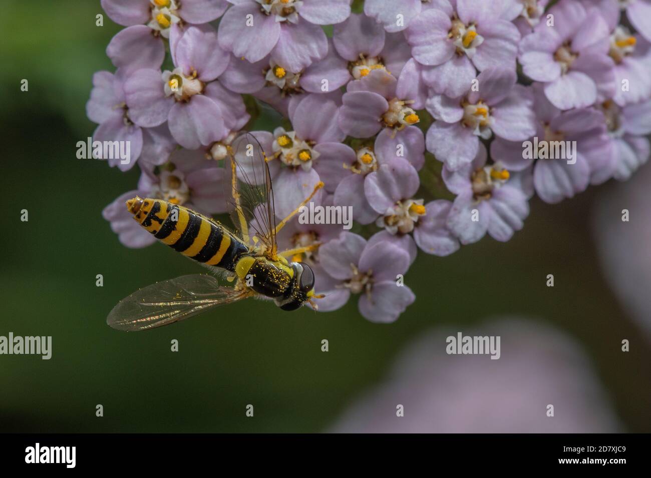 Hoverfly lungo, Scripta di Sphaerophoria, che si nuota sui fiori di Yarrow Foto Stock