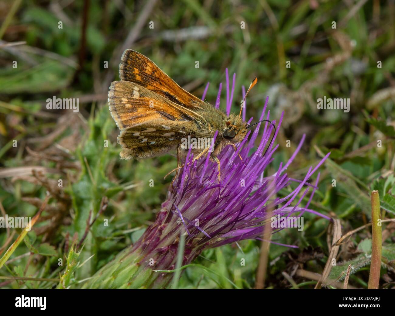 Skipper maschio a macchia d'argento, Hesperia virgola, che si nutrono sul downland senza stelo Thistle Chalk nel mese di agosto. Hampshire. Foto Stock