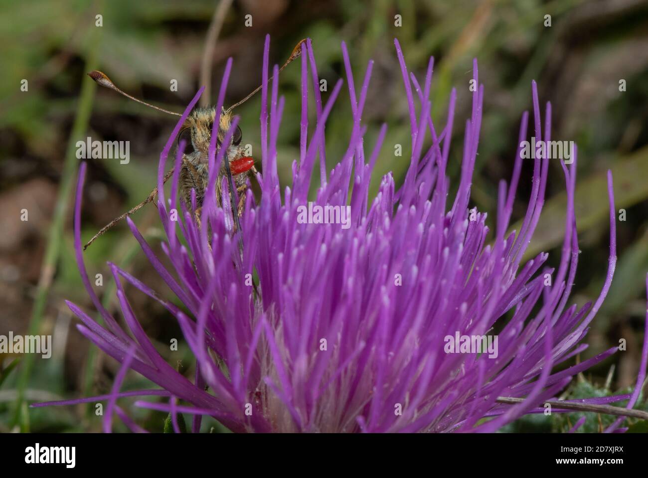 Skipper maschio a macchia d'argento, Hesperia virgola, che si nutre di Thistle senza stelo, con acaro rosso trombidium, in terra di gesso nel mese di agosto. Hampshire. Foto Stock