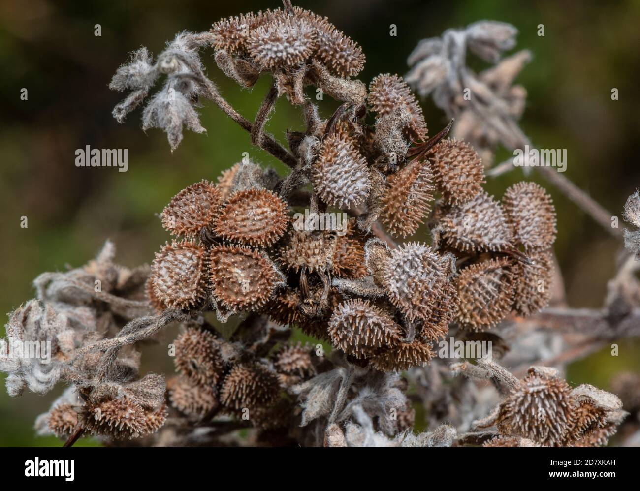 Frutta e semi di Houndstongue comune, Cynoglossum officinale, su prateria di gesso. Foto Stock