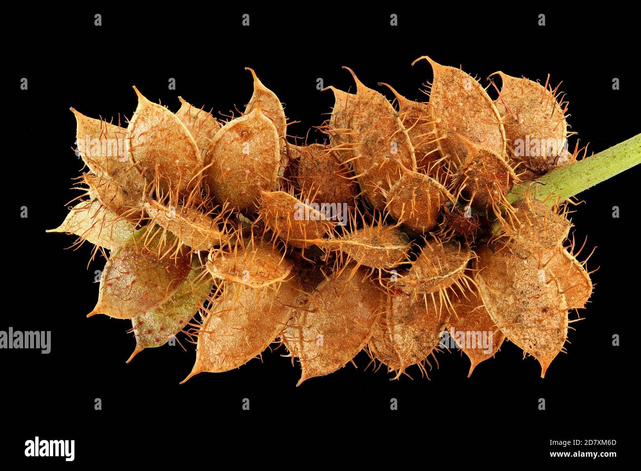 Glycyrrrhiza glabra, liquirizia, Echtes Süssholz, primo piano, frutta Foto Stock