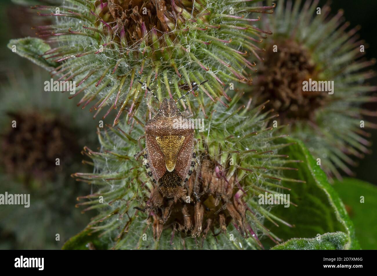 Hairy Shieldbug adulto, Dolycoris baccarum, in burdock, fine estate. Foto Stock