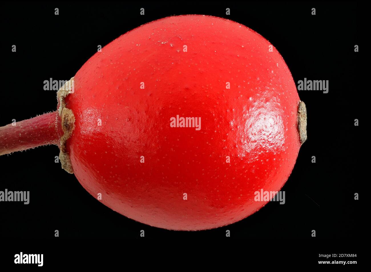 Ilex aquifolium, Holly, Stechpalme, primo piano, frutta, bacche Foto Stock