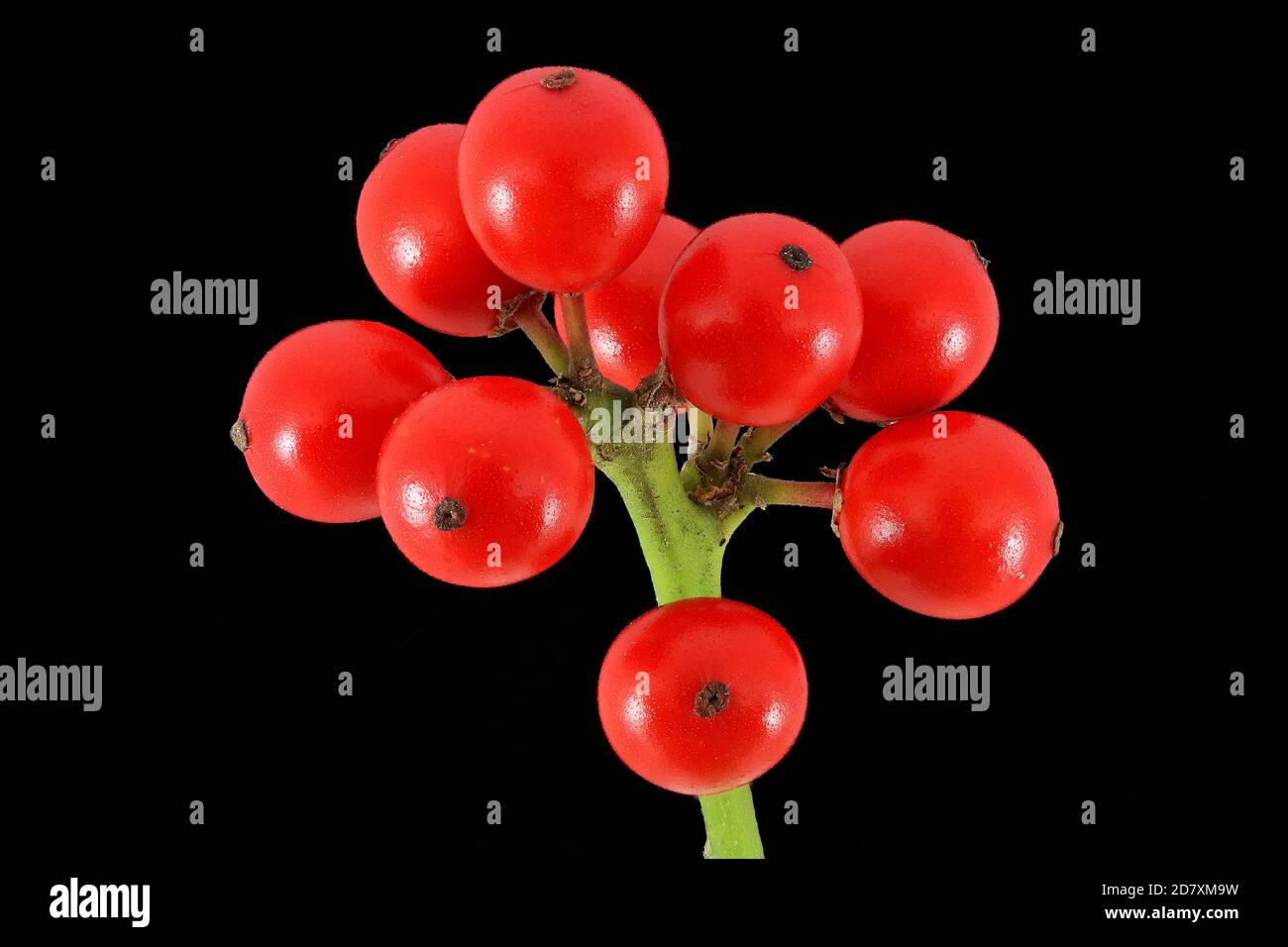 Ilex aquifolium, Holly, Stechpalme, primo piano, frutta, bacche Foto Stock