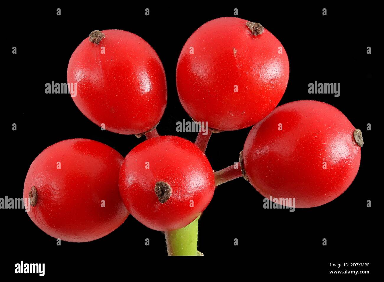 Ilex aquifolium, Holly, Stechpalme, primo piano, frutta, bacche Foto Stock
