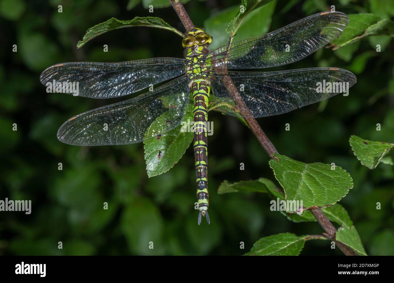 Femmina matura falco meridionale, Aeshna cyanea, arroccato nel cespuglio di spina nera. Somerset. Foto Stock