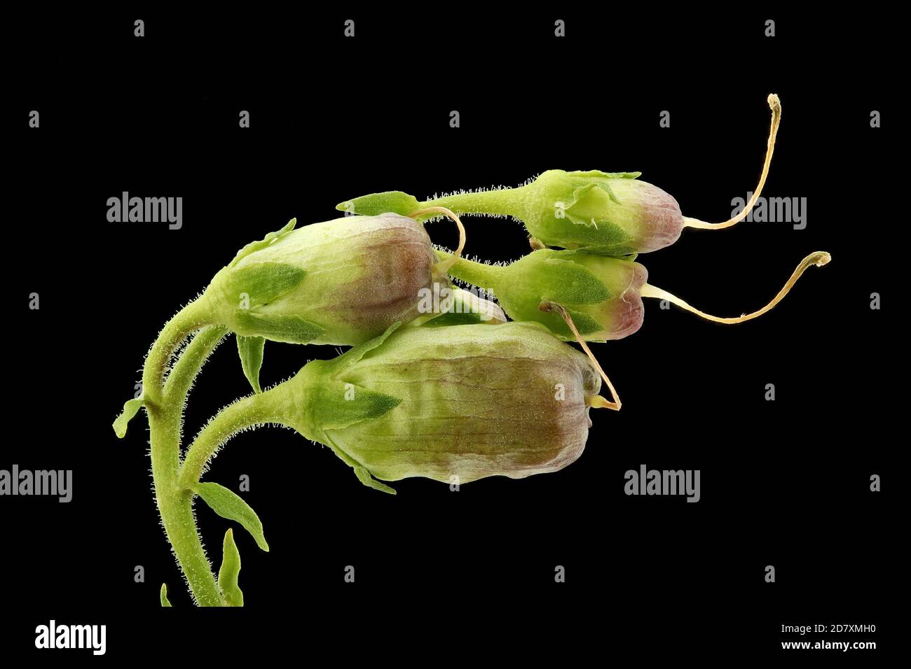 Linaria vulgaris, comune toadflax, Echtes Leinkraut, primo piano, frutta Foto Stock