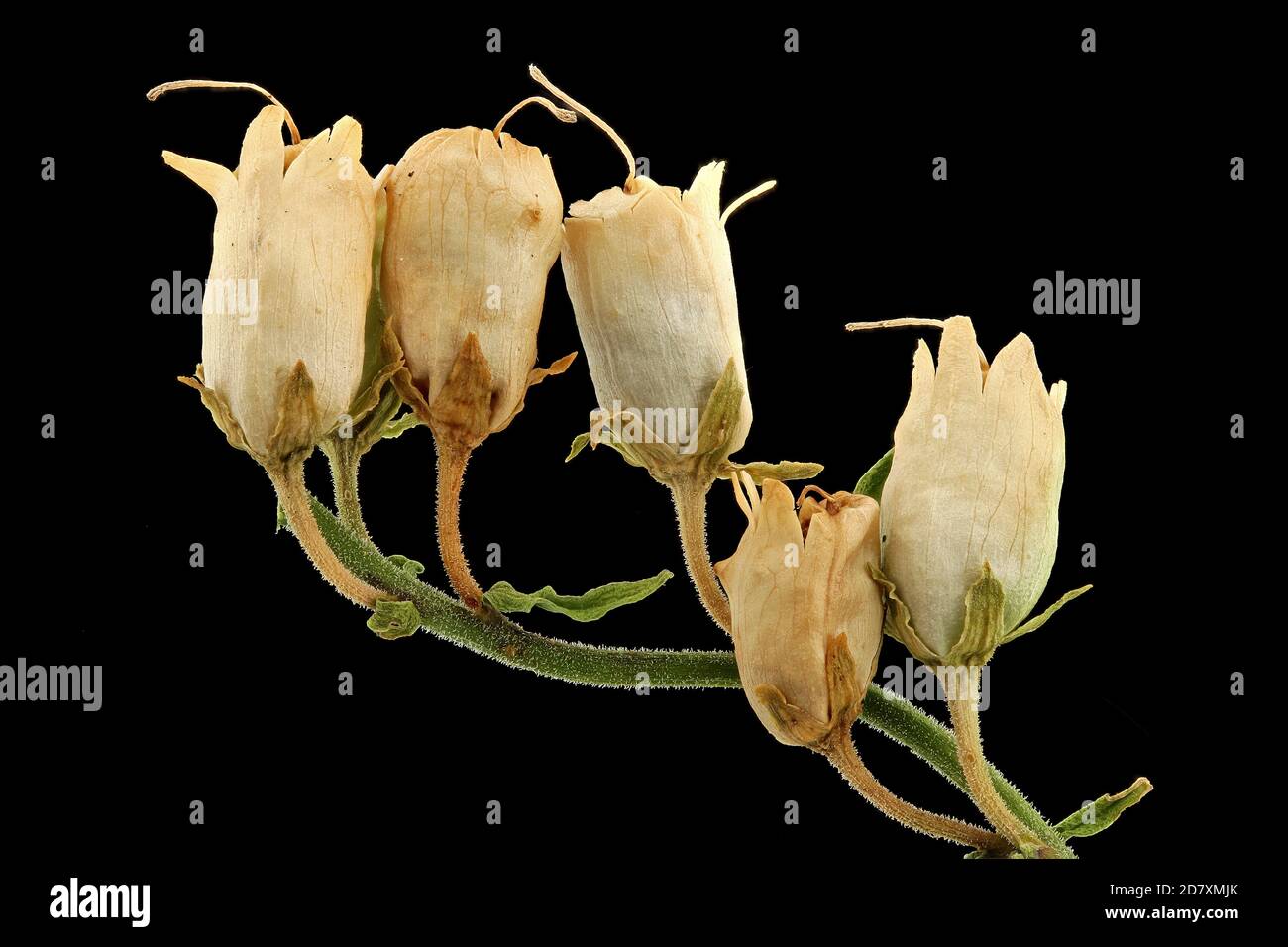 Linaria vulgaris, comune toadflax, Echtes Leinkraut, primo piano, frutta Foto Stock