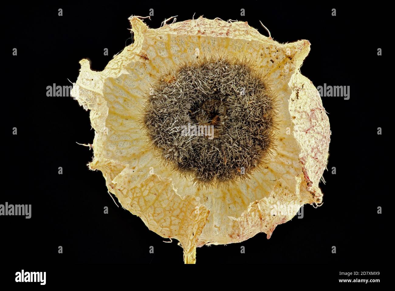 Malva moschata, mallow muschio, Bisam-Malve, primo piano, frutta Foto Stock