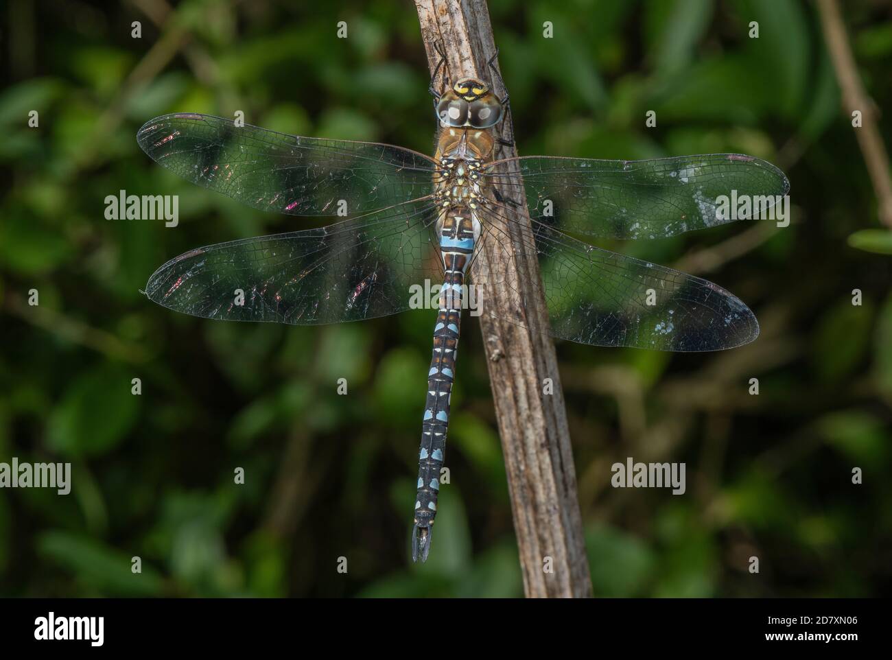 Maschio Migrant Hawker, Aeshna mixta, arroccato su gambo di alghe, Somerset. Foto Stock