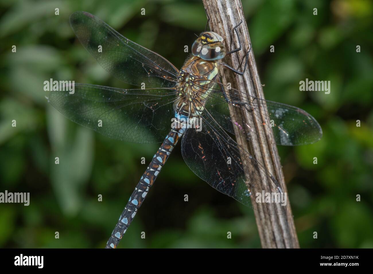 Maschio Migrant Hawker, Aeshna mixta, arroccato su gambo di alghe, Somerset. Foto Stock