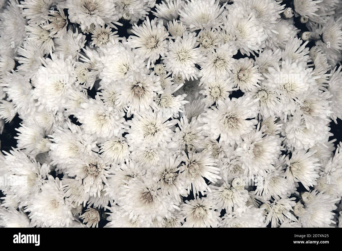 Fiore di crisantemo con foglie motivo floreale colorato sfondo come carta. Primo piano piante di crisantemo bianco fioriscono in un negozio di fiori. Autunno Foto Stock