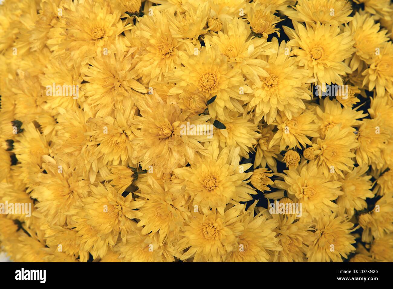 Fiore di crisantemo con foglie motivo floreale colorato sfondo come carta. Primo piano piante di crisantemo giallo fioriscono in fioraio. Autunno Foto Stock