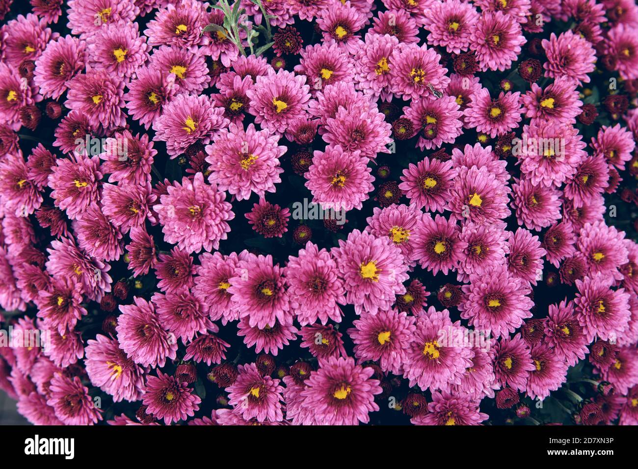 Fiore di crisantemo con foglie motivo floreale colorato sfondo come carta. Primo piano piante di crisantemo rosa fioriscono in fioraio. Autunno Foto Stock