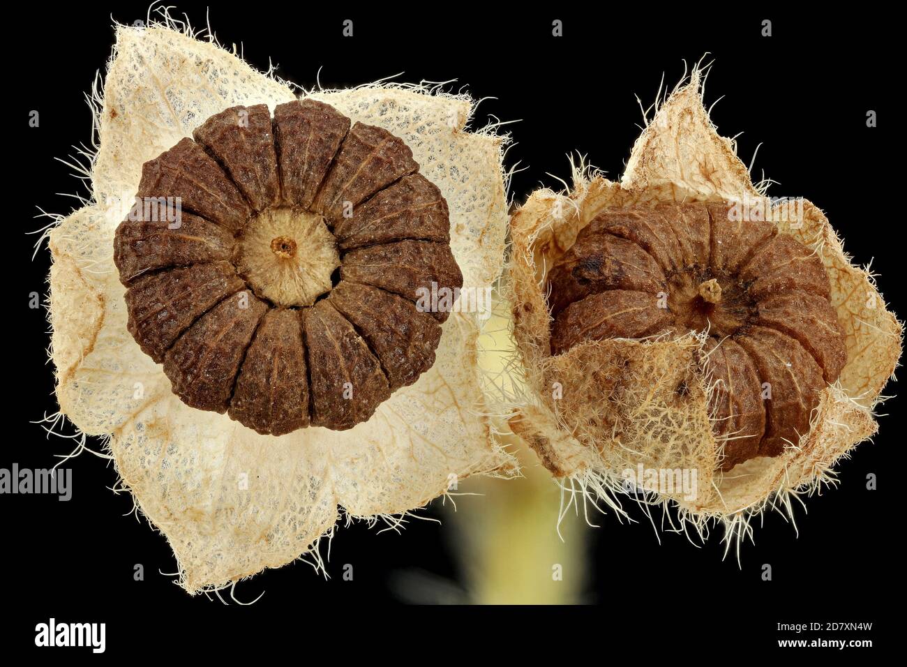 Malva sylvestris, Malva comune, Malve di Wilde, primo piano, frutta Foto Stock