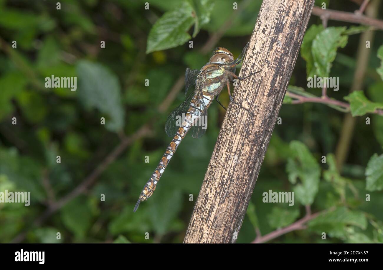 Femmina Migrant Hawker, Aeshna mixta, (con marcature insolitamente blu) appollaiato su fusto morto, Somerset. Foto Stock