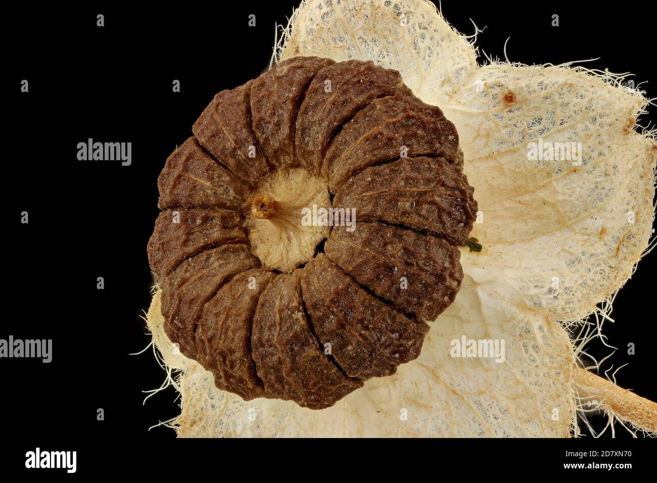 Malva sylvestris, Malva comune, Malve di Wilde, primo piano, frutta Foto Stock