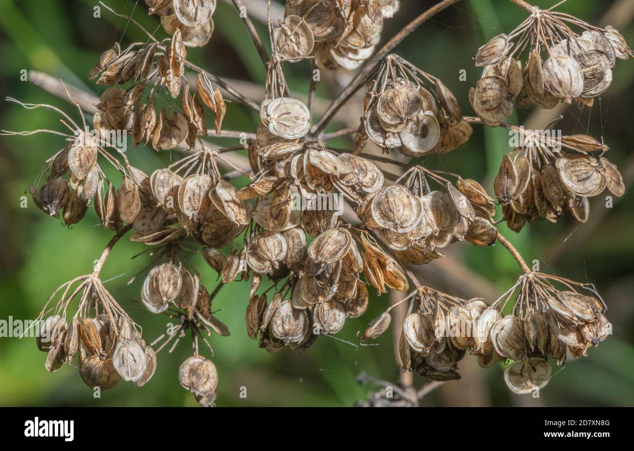 Teste fruttate di Hogweed, Heracleum sphondylium, con semi di semi maturi, a fine estate. Foto Stock