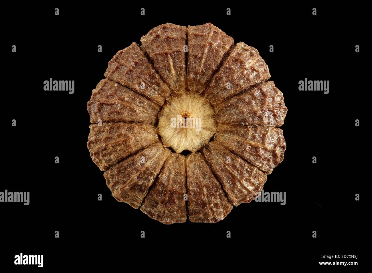 Malva sylvestris, Malva comune, Malve di Wilde, primo piano, frutta Foto Stock