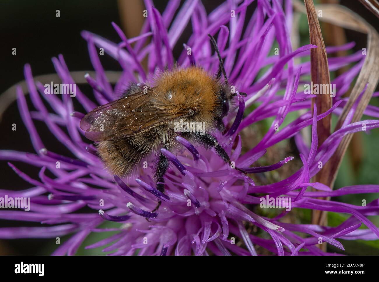 Comune carder Bee, Bombus pascuorum, nectaring su forma rayed di comune fiore a maglia, Somerset. Foto Stock