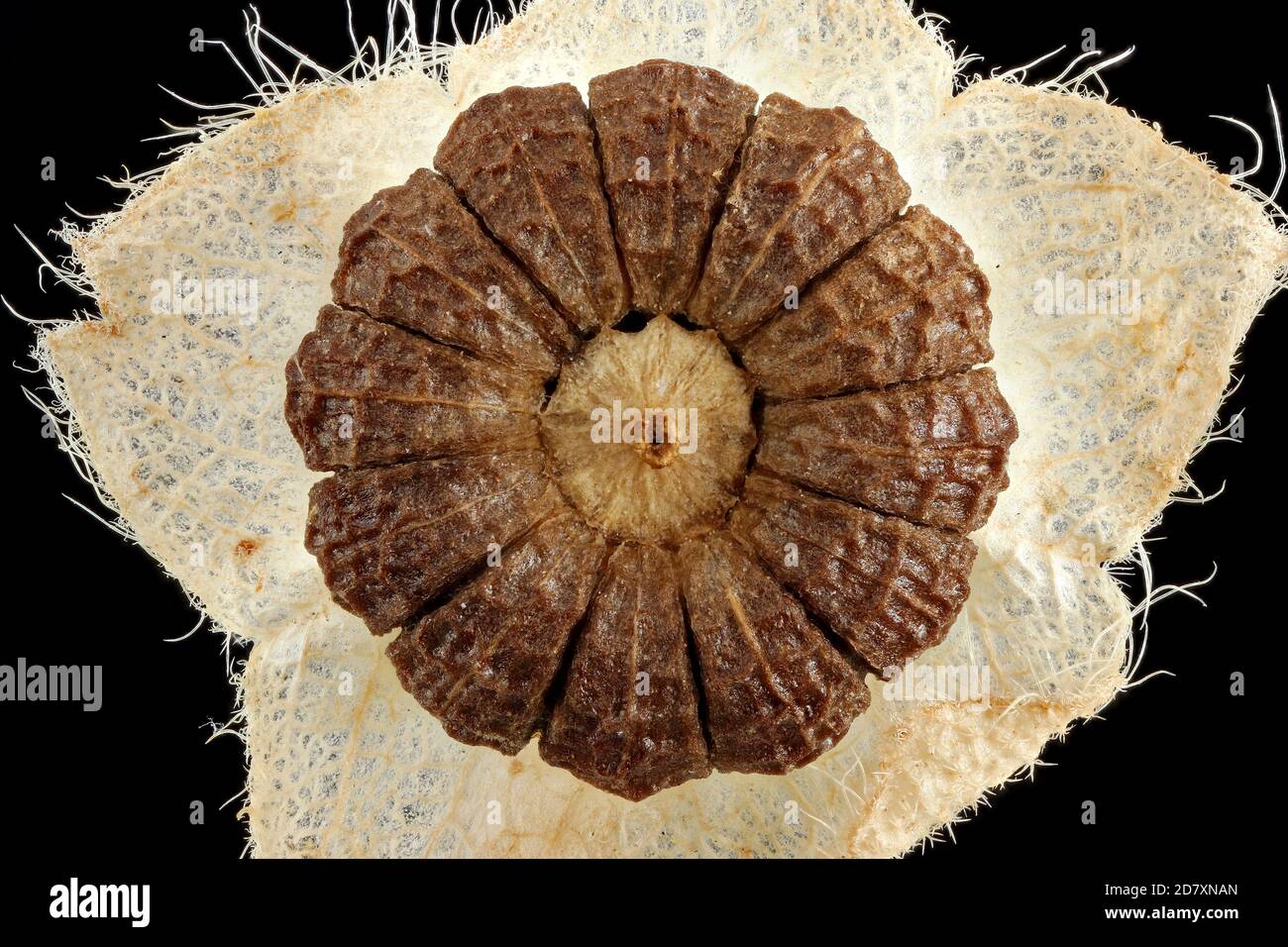 Malva sylvestris, Malva comune, Malve di Wilde, primo piano, frutta Foto Stock