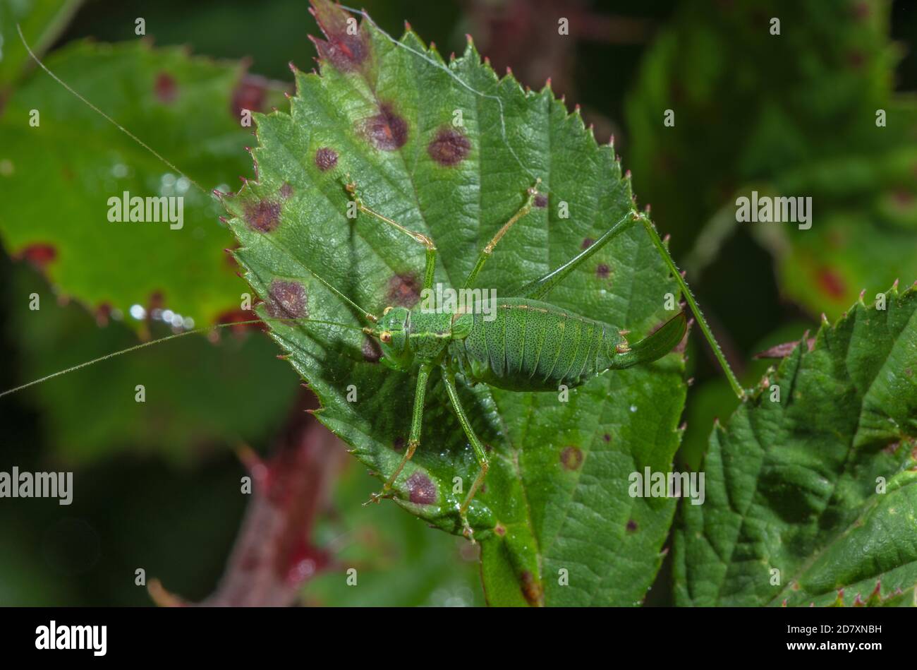 Femmina Speckled Bush-cricket, Leptophyes punctatissima, sulle foglie in tarda estate. Foto Stock