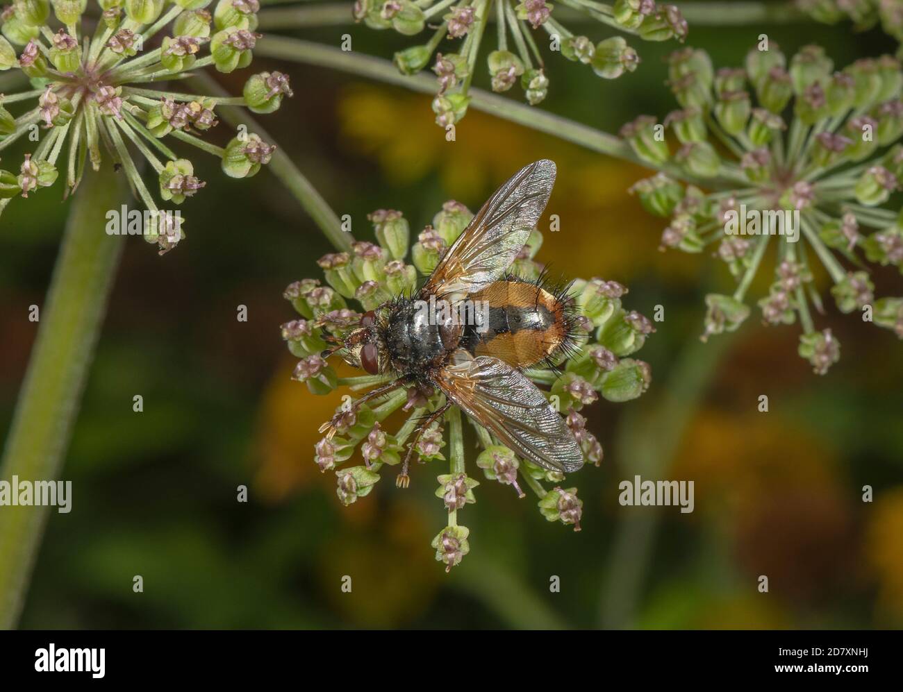 Una mosca tachinide, Tachina fera, che si nutre di fiori più umbellifer. Parassita delle larve di falma. Foto Stock