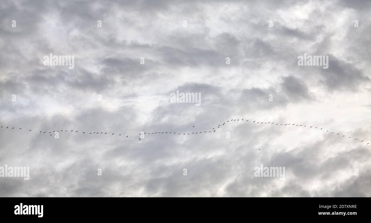 Cielo nuvoloso con gregge di uccelli migratori. Foto Stock