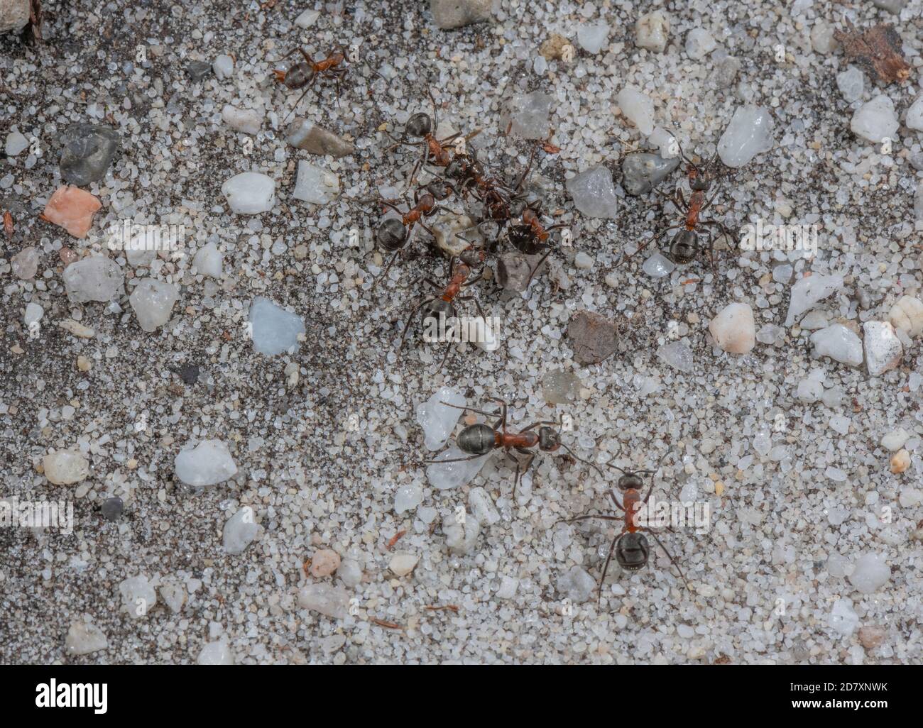 Southern Wood Ants, Formica rufa, sulla loro 'autostrada' per il loro nido hathland-edge. Foto Stock