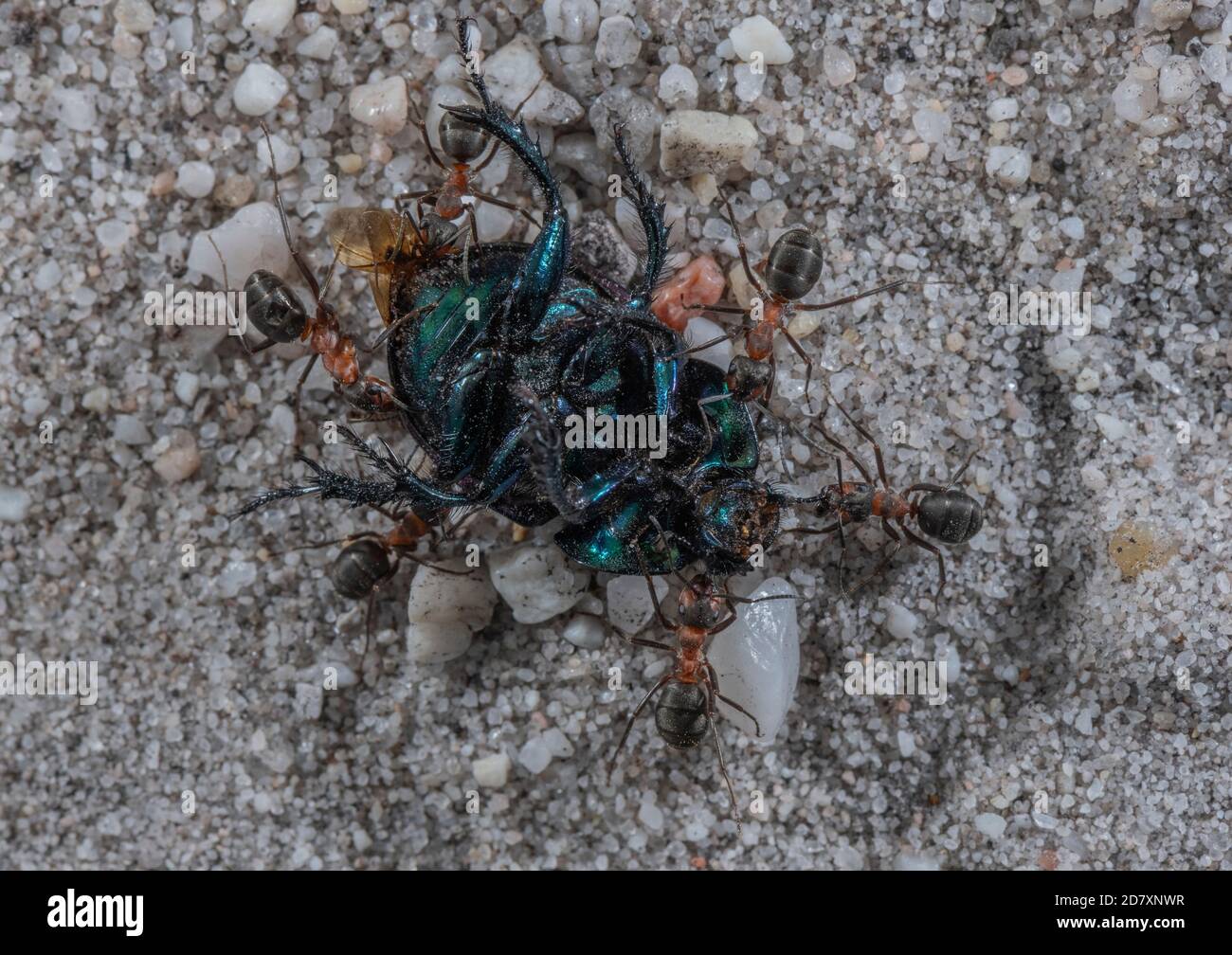 Southern Wood Ants, Formica rufa, portando Dor Beetle morto di nuovo al nido. Dorset. Foto Stock