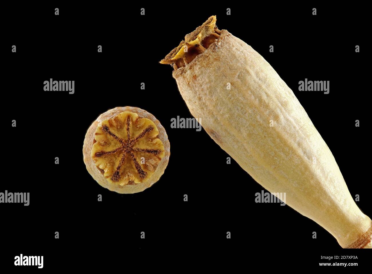 Papaver dubium, papavero a testa lunga, Saat-Mohn, primo piano, frutta, capsula, testa di semi Foto Stock