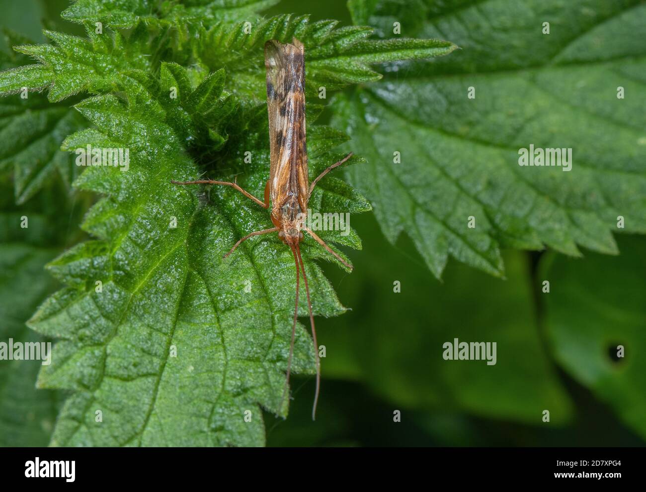 Un caddisfly, Cinnamon Sedge, Lignephilus lunatus, arroccato sulla vegetazione lungo il fiume, Stour Valley, Dorset. Foto Stock